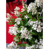 hortensja, hortensja bukietowa, hortensja Magical Candle, hydrangea, hydrangea paniculata