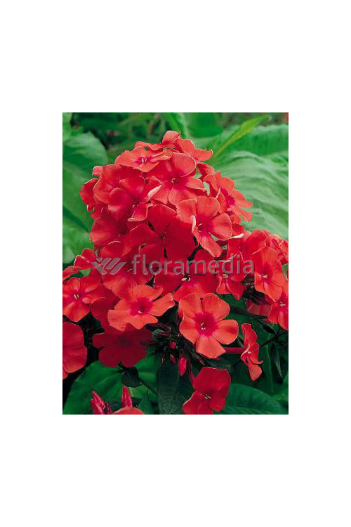 Floks wiechowaty 'Peacock Cherry Red' Phlox paniculata