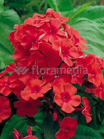 Floks wiechowaty 'Peacock Cherry Red' Phlox paniculata