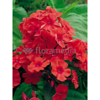 Floks wiechowaty 'Peacock Cherry Red' Phlox paniculata