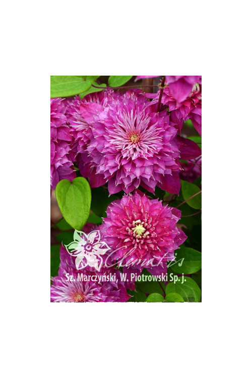 Powojnik 'Kaiser' | Clematis
