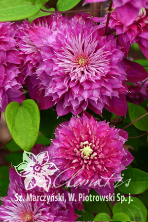 Powojnik 'Kaiser' | Clematis