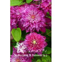 Powojnik 'Kaiser' | Clematis