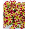 Petunia 'Amore Queen of Hearts'' div class'lat' Petunia /div