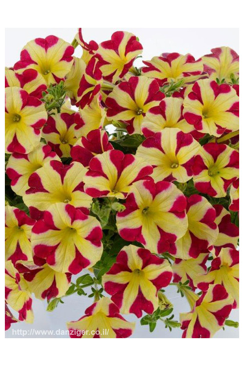 Petunia 'Amore Queen of Hearts'' div class'lat' Petunia /div