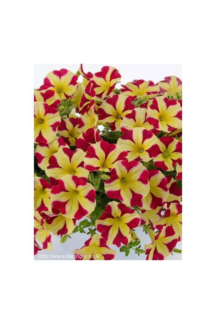 Petunia 'Amore Queen of Hearts'' div class'lat' Petunia /div