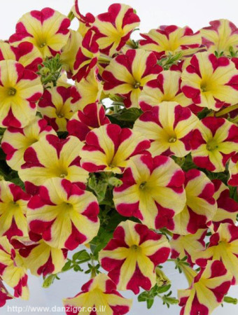 Petunia 'Amore Queen of Hearts'' div class'lat' Petunia /div