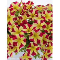 Petunia 'Amore Queen of Hearts'' div class'lat' Petunia /div