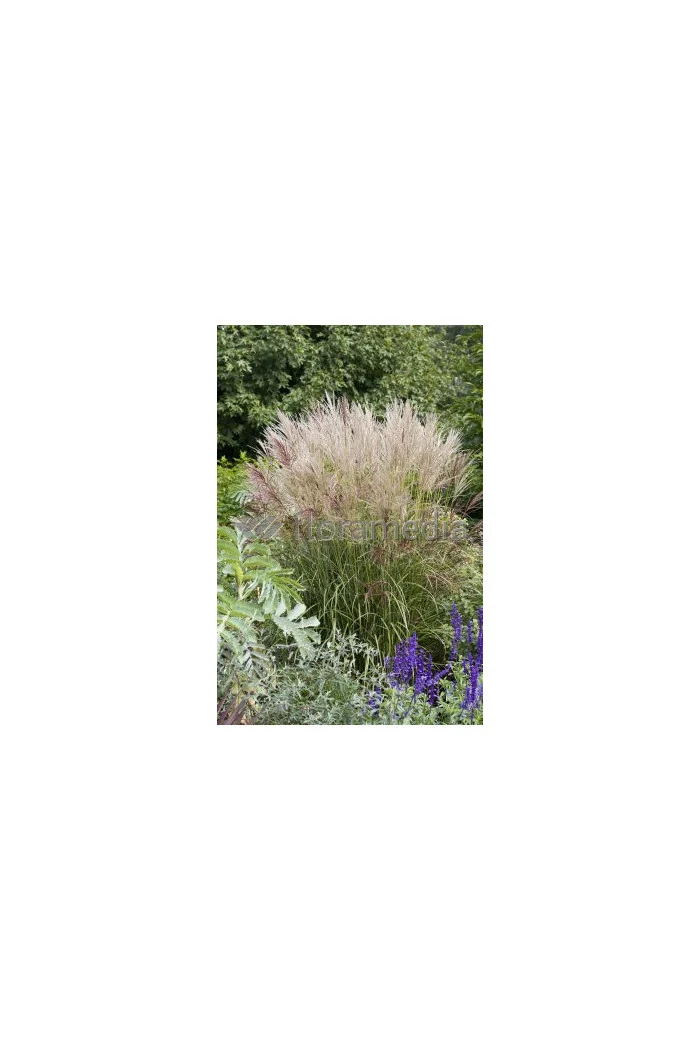 Miskant chiński 'Ferner Osten' | Miscanthus sinensis
