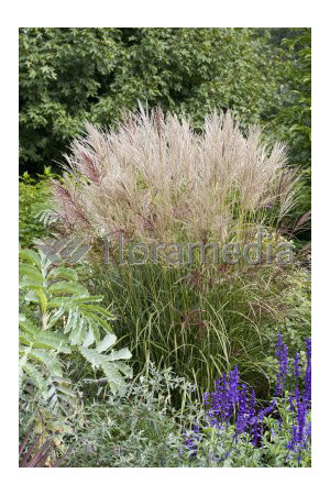 Miskant chiński 'Ferner Osten' | Miscanthus sinensis
