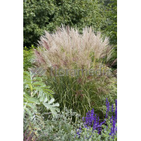 Miskant chiński 'Ferner Osten' | Miscanthus sinensis