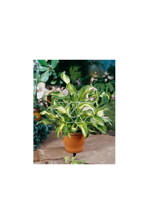 Funkia falista 'Mediovariegata' |Hosta undulata