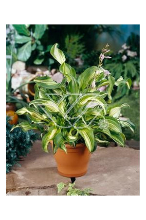 Funkia falista 'Mediovariegata' |Hosta undulata