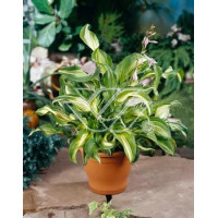 Funkia falista 'Mediovariegata' |Hosta undulata