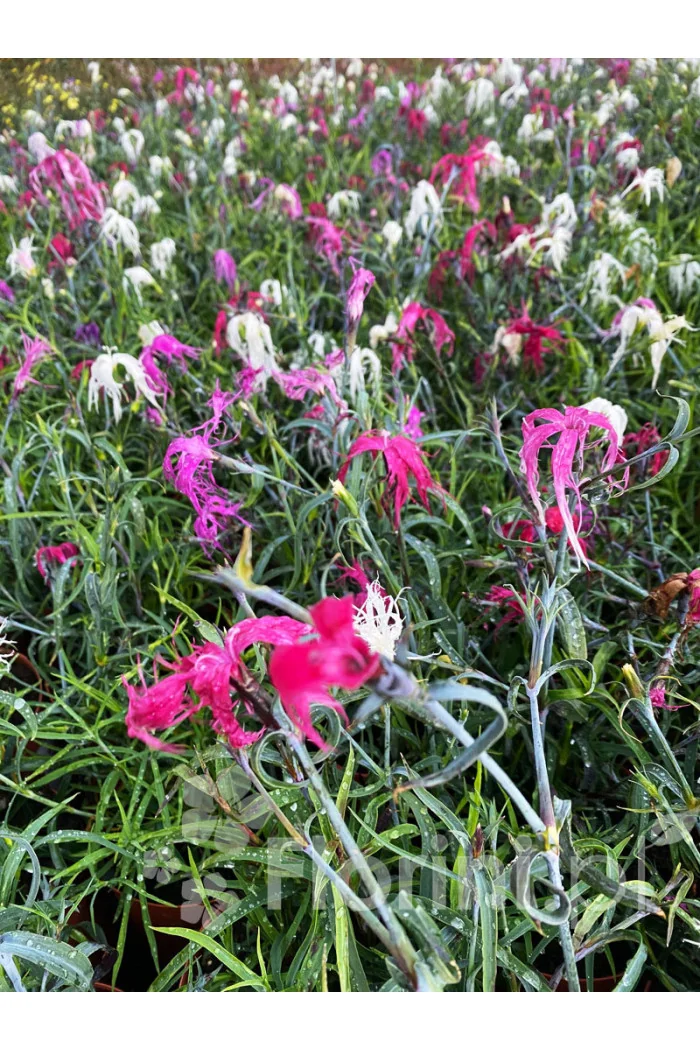 Goździk chiński 'Dancing Geisha' Dianthus chinensis