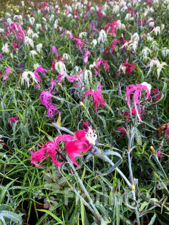 Goździk chiński 'Dancing Geisha' Dianthus chinensis
