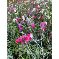Goździk chiński 'Dancing Geisha' Dianthus chinensis