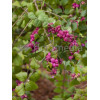 Śnieguliczka Doorenbosa 'Magic Berry' Symphoricarpos × chenaultii
