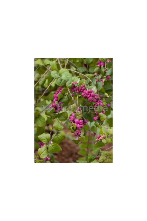 Śnieguliczka Doorenbosa 'Magic Berry' Symphoricarpos × chenaultii