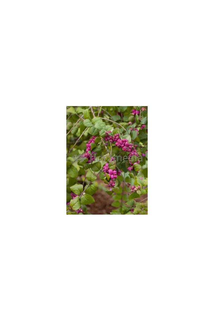 Śnieguliczka Doorenbosa 'Magic Berry' Symphoricarpos × chenaultii