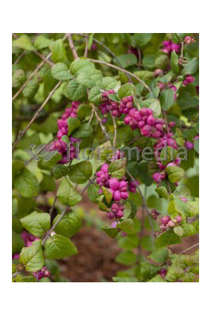 Śnieguliczka Doorenbosa 'Magic Berry' Symphoricarpos × chenaultii