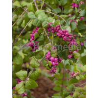 Śnieguliczka Doorenbosa 'Magic Berry' Symphoricarpos × chenaultii
