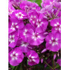 Floks wiechowaty 'Purple Kiss' Phlox paniculata