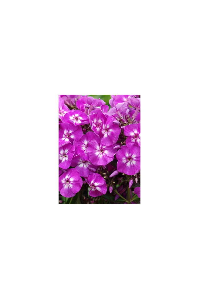 Floks wiechowaty 'Purple Kiss' Phlox paniculata