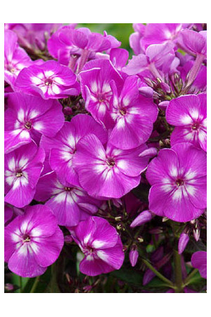 Floks wiechowaty 'Purple Kiss' Phlox paniculata