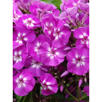 Floks wiechowaty 'Purple Kiss' Phlox paniculata