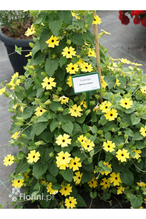 Tunbergia żółta | Thunbergia