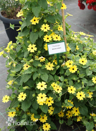 Tunbergia żółta | Thunbergia