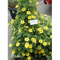 Tunbergia żółta | Thunbergia