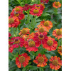 Dzielżan 'Ruby Tuesday' Helenium