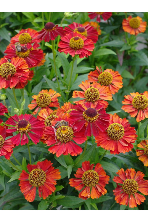 Dzielżan 'Ruby Tuesday' Helenium