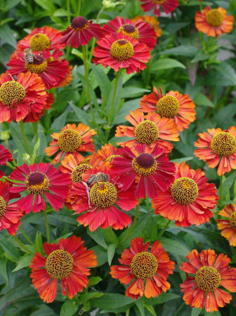 Dzielżan 'Ruby Tuesday' Helenium
