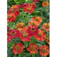 Dzielżan 'Ruby Tuesday' Helenium