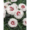 Goździk 'Coconut Sundae' Dianthus