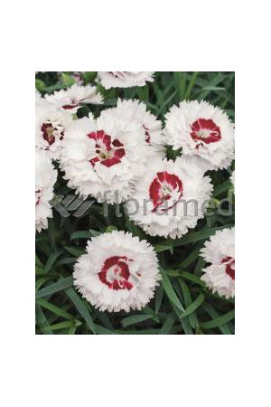 Goździk 'Coconut Sundae' Dianthus