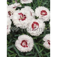 Goździk 'Coconut Sundae' Dianthus