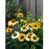Jeżówka 'Mellow Yellows' Echinacea