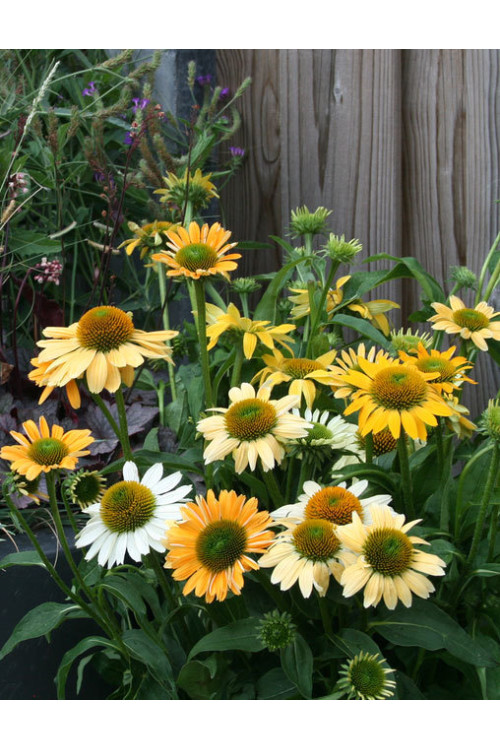 Jeżówka 'Mellow Yellows' Echinacea