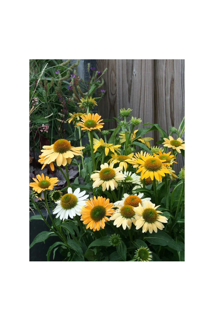Jeżówka 'Mellow Yellows' Echinacea