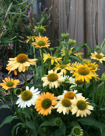 Jeżówka 'Mellow Yellows' Echinacea