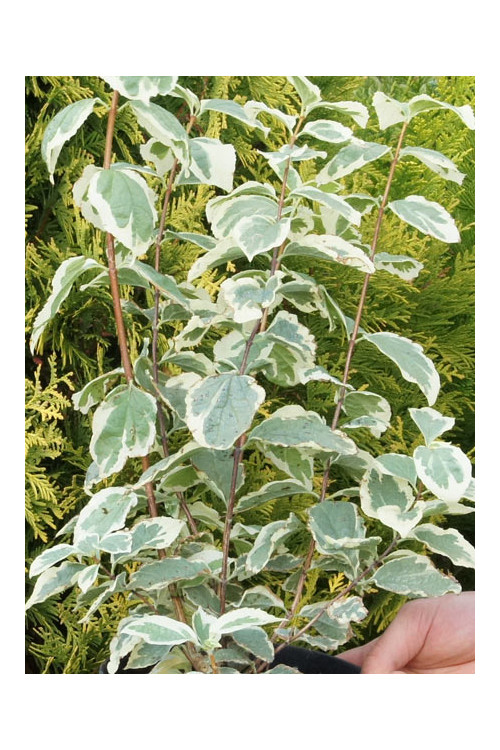 jaśminowiec, jaśminowiec wonny, jaśminowiec Variegatus, Philadelphus