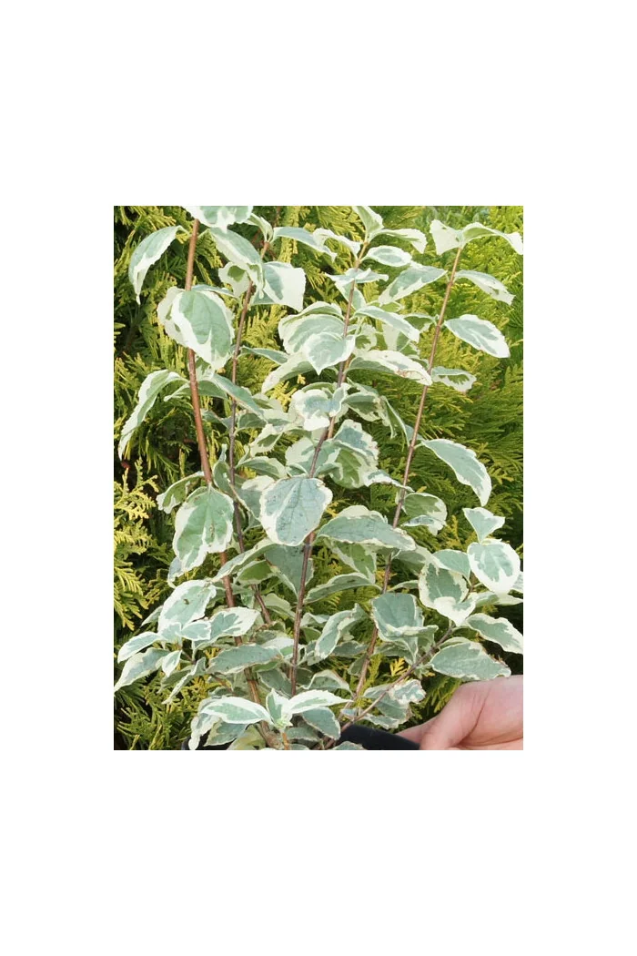 jaśminowiec, jaśminowiec wonny, jaśminowiec Variegatus, Philadelphus