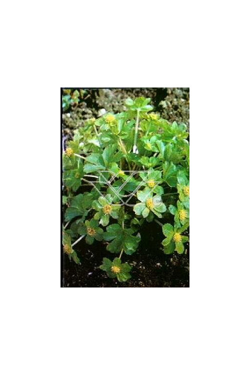 Cieszynianka wiosenna Hacquetia epipactis