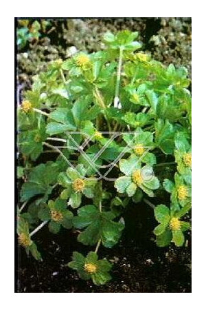 Cieszynianka wiosenna Hacquetia epipactis