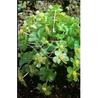 Cieszynianka wiosenna Hacquetia epipactis