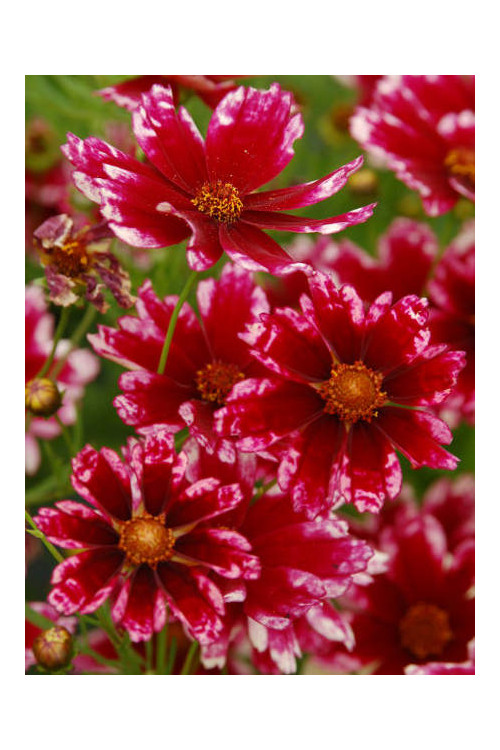 Nachyłek 'Cranberry Ice' Coreopsis
